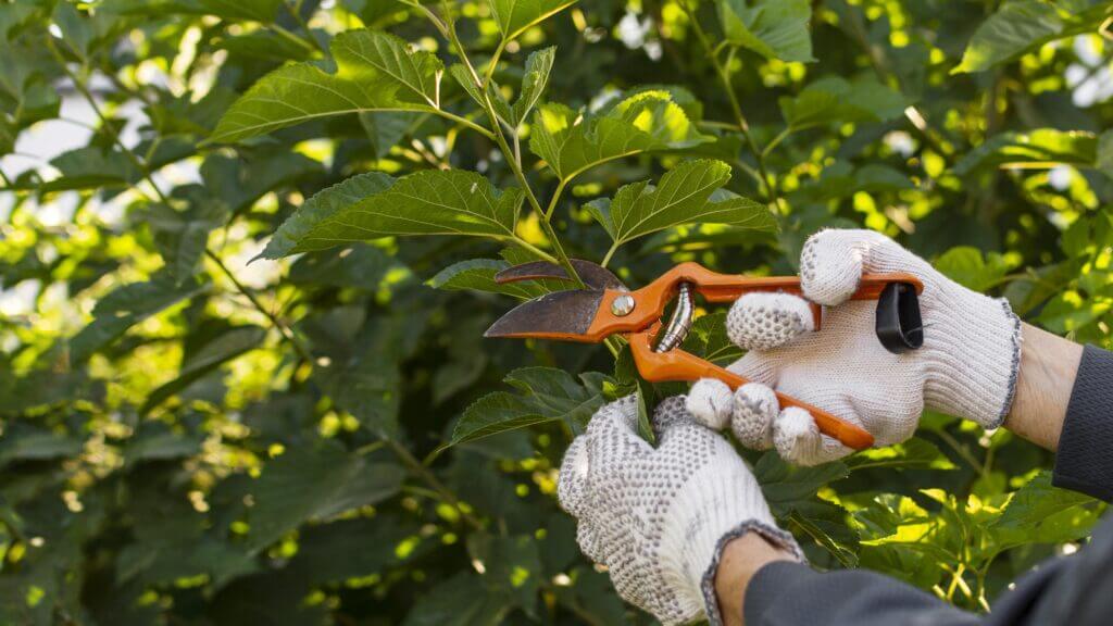 gardener taking care