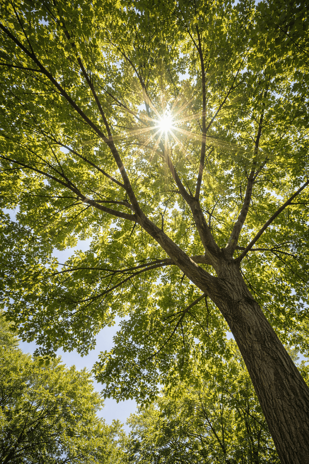 Open well-thinned tree canopy letting sunlight through in Ajax Ontario