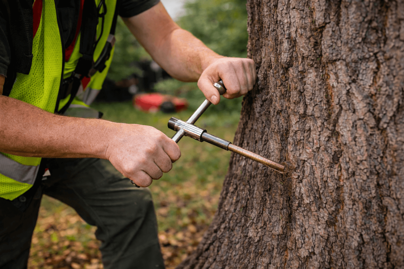Certified arborist using an increment borer on a large heritage tree in Whitby Ontario