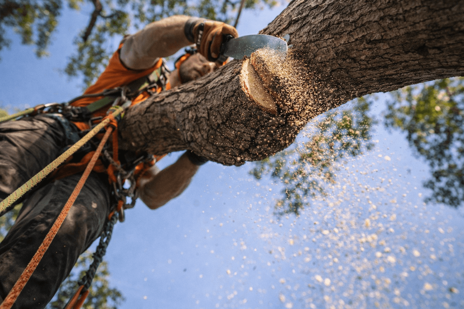 ISA certified arborist making a precise pruning cut in a Mississauga tree