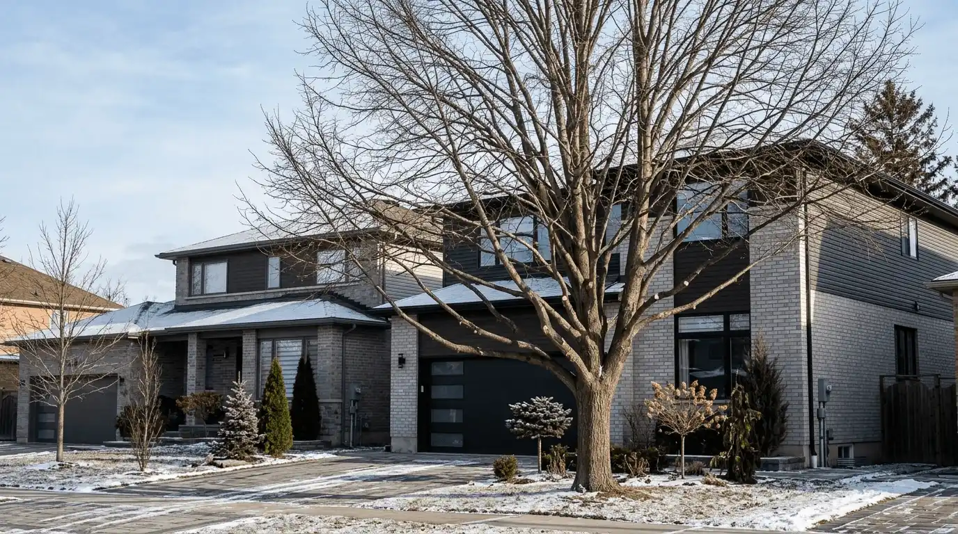 Tree Pruning & Trimming finished pruned canopy in Westney Heights, Ajax