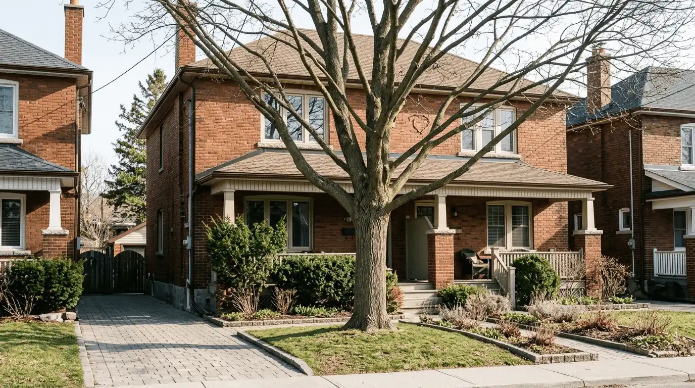 Tree Pruning & Trimming finished pruned canopy in New Toronto, Etobicoke